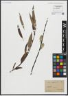 Foto von Salix acutifolia Willd.
